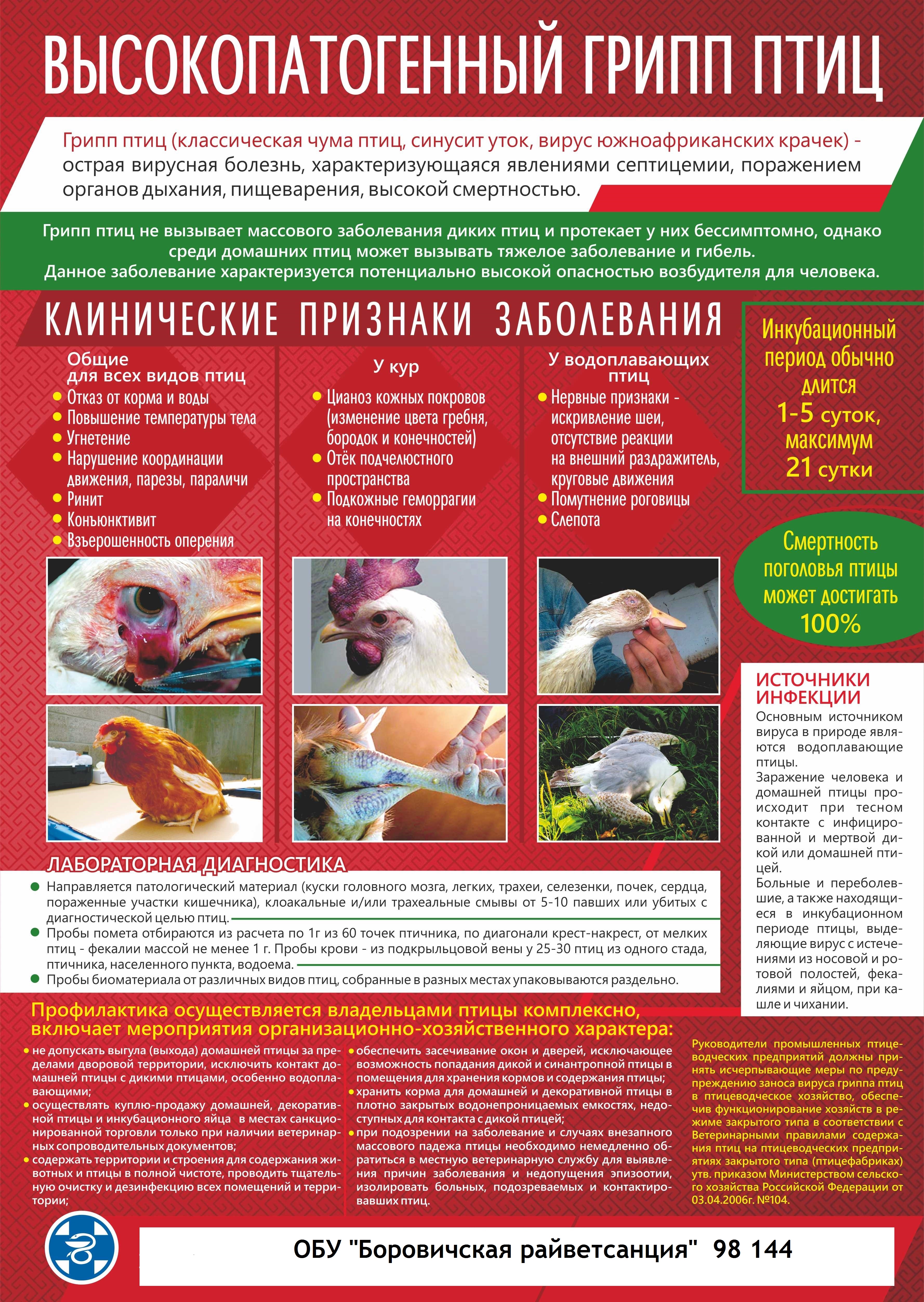 Высокопатогенный грипп птиц.