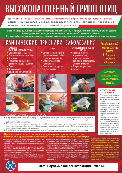 Высокопатогенный грипп птиц. Высокопатогенный грипп птиц.